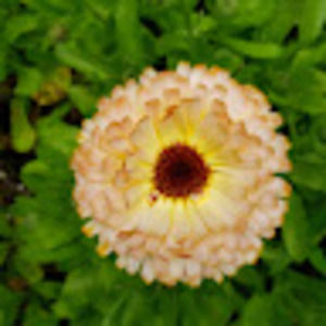 Meet your Posher, Alexandria